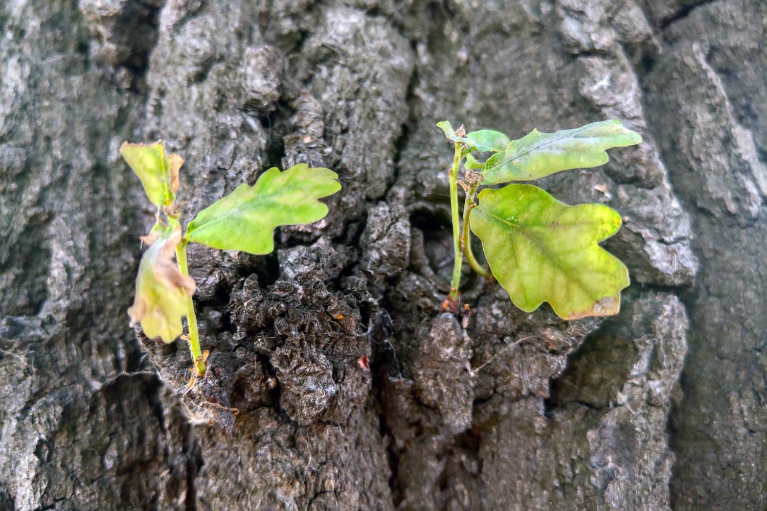 New green leaves growing from tree bark as a symbol of long-term retirement savings growth.